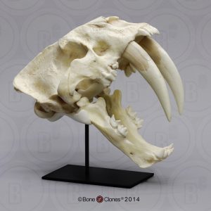 Sabeltandtijger Schedelmodel