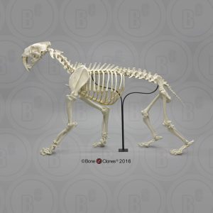 Sabeltandtijger Skelet