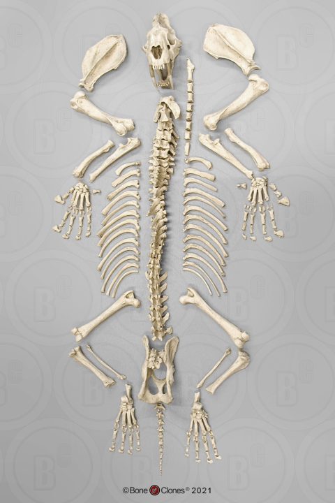 Sabeltandtijger Skelet