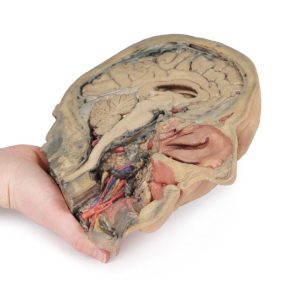 Sagittale Doorsnede Hoofd met diepe dissectie, 3D Print