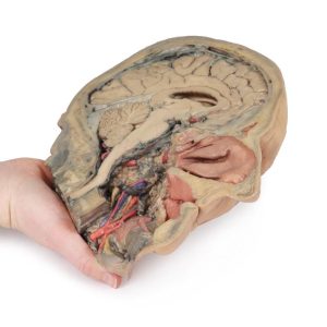 Sagittale Doorsnede Hoofd met diepe dissectie, 3D Print