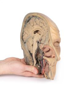 Sagittale Doorsnede Hoofd met diepe dissectie, 3D Print