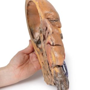 Sagittale Doorsnede Hoofd en Nek met Dissectie, 3D Print