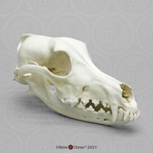 Saloeki Schedelmodel