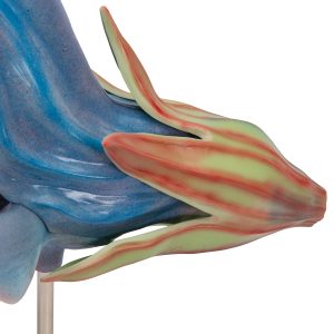 Salviabloem