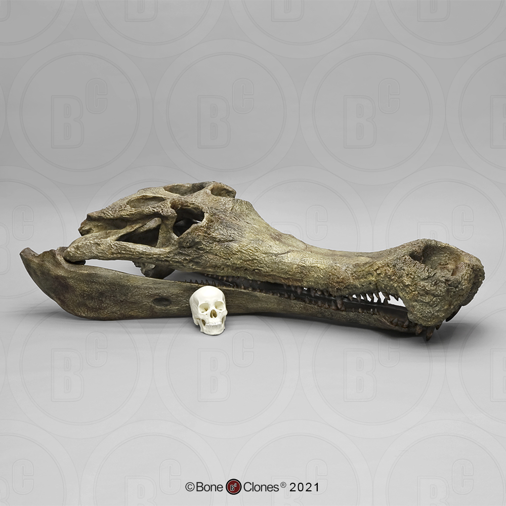 Sarcosuchus Imperator Schedelmodel