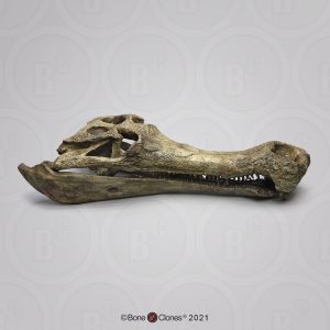 Sarcosuchus Imperator Schedelmodel