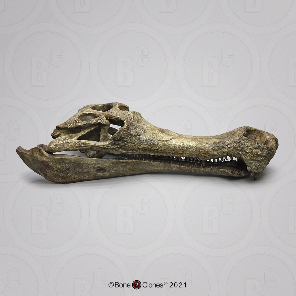 Sarcosuchus Imperator Schedelmodel