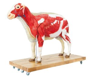 Schaap Model, 12-delig