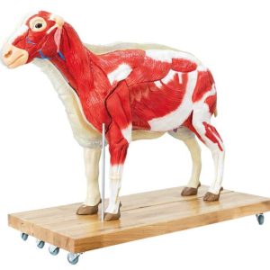 Schaap Model, 12-delig
