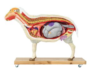 Schaap Model, 12-delig
