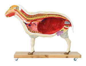 Schaap Model, 12-delig