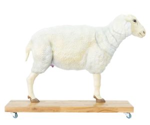 Schaap Model, 12-delig