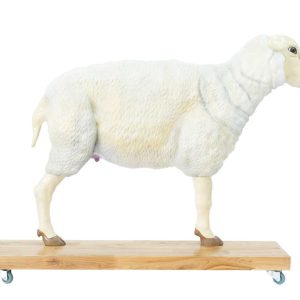 Schaap Model, 12-delig