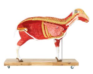 Schaap Model, 12-delig