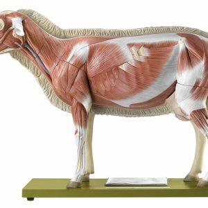 Schaap Model