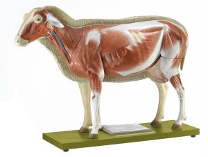 Schaap Model