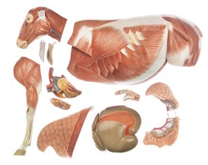 Schaap Model