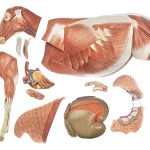 Schaap Model
