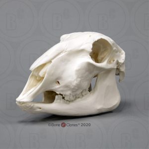 Schaap Schedelmodel