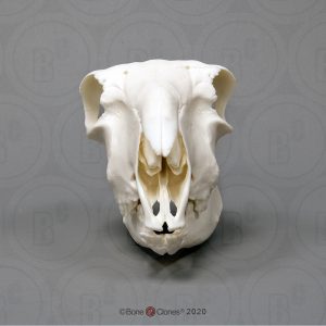 Schaap Schedelmodel
