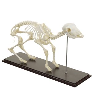 Schaap Skelet Model