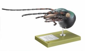 Schallebijter Model