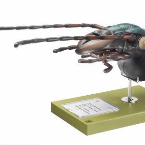 Schallebijter Model