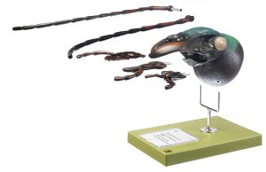 Schallebijter Model