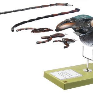 Schallebijter Model