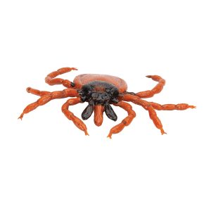 Schapenteek Model