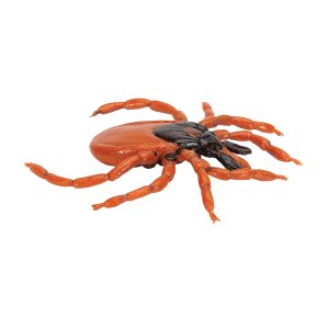 Schapenteek Model