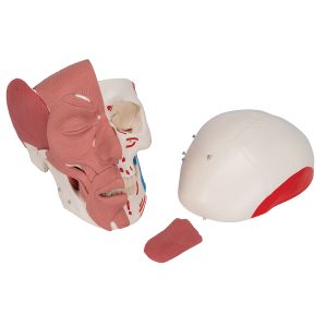Schedel met gelaatsspieren