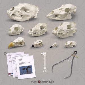 Schedel Identifcatie Set Dieren voor Scholen
