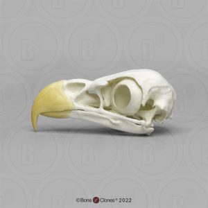 Schedel Identifcatie Set Dieren voor Scholen