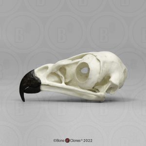 Schedel Identifcatie Set Dieren voor Scholen