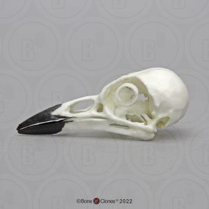 Schedel Identifcatie Set Dieren voor Scholen