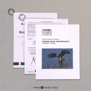 Schedel Identifcatie Set Dieren voor Scholen