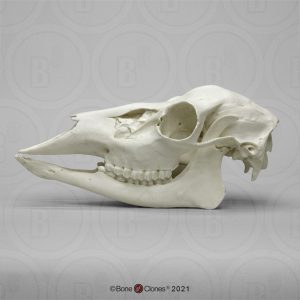 Schedel Identifcatie Set Dieren voor Scholen
