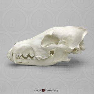 Schedel Identifcatie Set Dieren voor Scholen