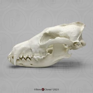 Schedel Identifcatie Set Dieren voor Scholen
