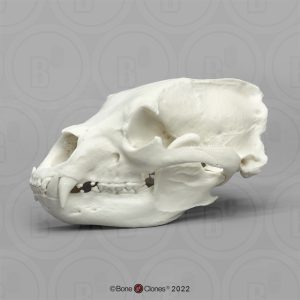 Schedel Identifcatie Set Dieren voor Scholen