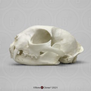 Schedel Identifcatie Set Dieren voor Scholen