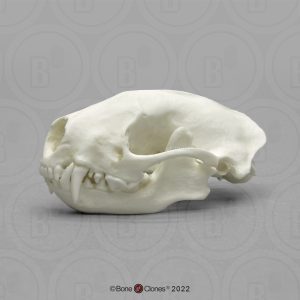 Schedel Identifcatie Set Dieren voor Scholen