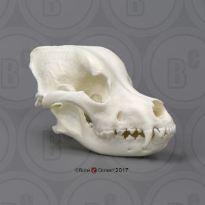 Schedel Hond Set
