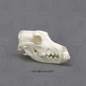 Schedel Hond Set