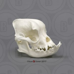 Schedel Hond Set