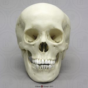 Schedelmodel Adolescent