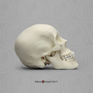 Schedelmodel Adolescent