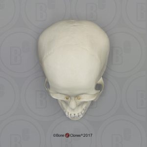 Schedelmodel Adolescent